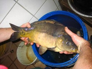 erdbeere als K�der f�r Karpfen